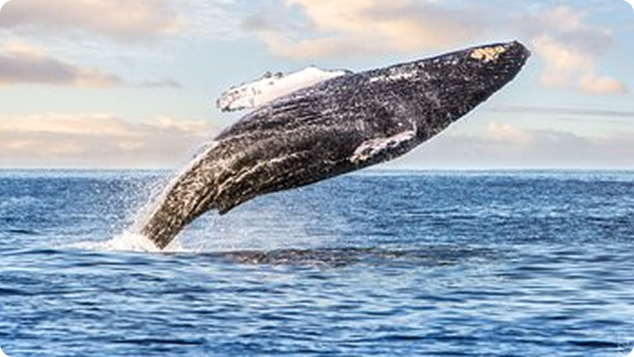 We saw a whale!